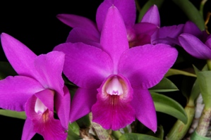 Cattleya Michelles High Bid Fuchsia Star AM/AOS 81 pts.